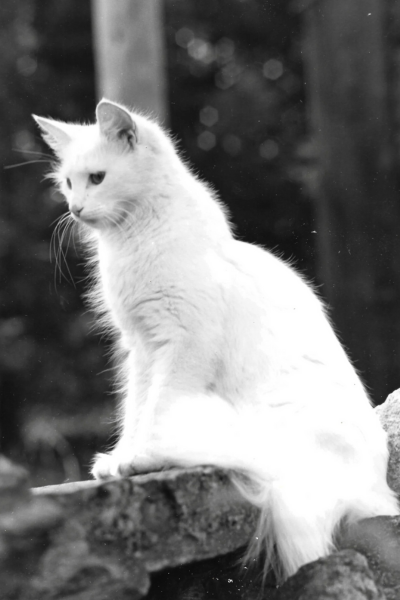 Black and white photography print of the very regal looking Roxanne as she sits on a stone wall.