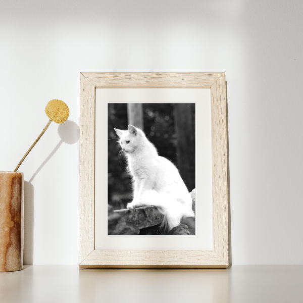The elegant white cat Roxanne is posed atop a stone wall. Her white fur set against the dark gray background in this black and white photography print adds depth and texture. This mock up has the print in a white washed wooden frame with white matting.