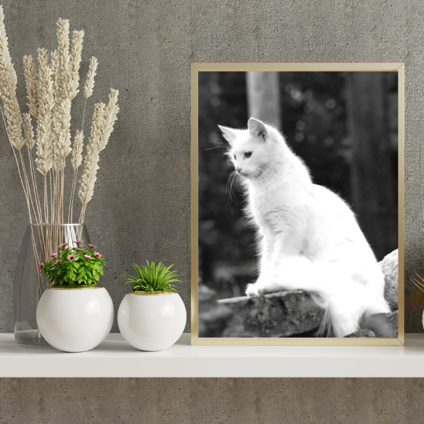 This mock up of the black and white photography print shows the cat Roxanne in a metal frame with a gray background. The portrait of the white cat on a stone wall adds depth and character to the space.