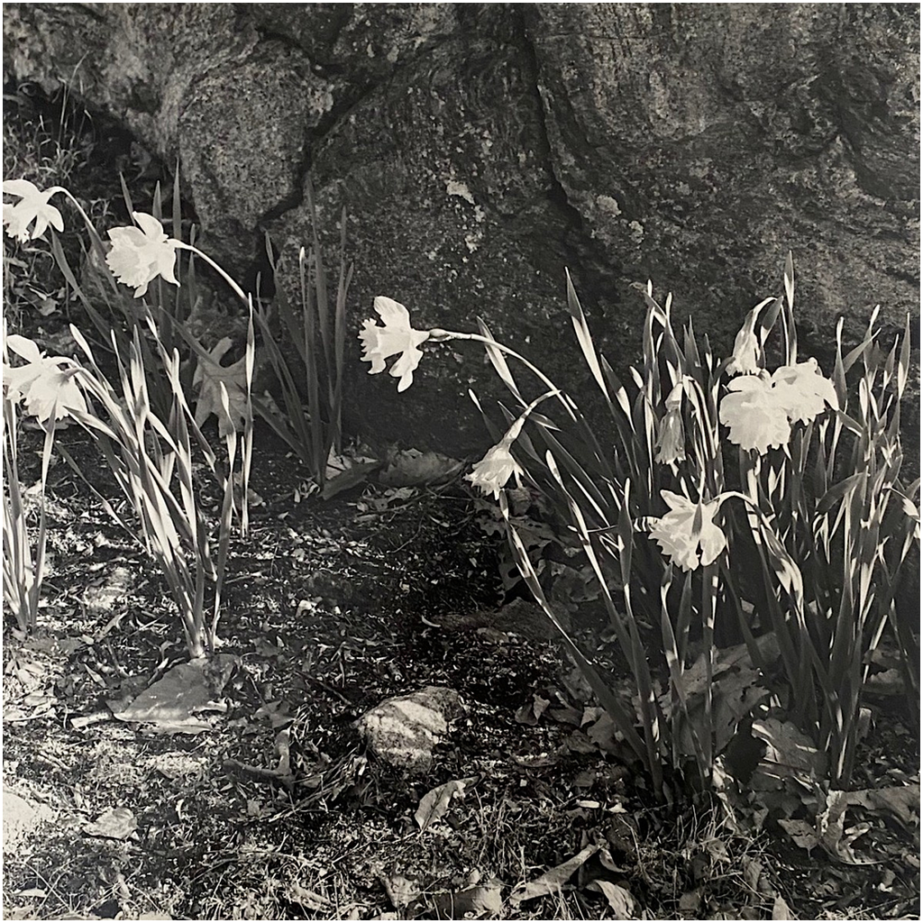 Weston Daffodils photography print, capturing early spring daffodils in natural light, reproduced from an original photograph by Janet Lee Chauncey. Art print by Chauncey Art Collective. 