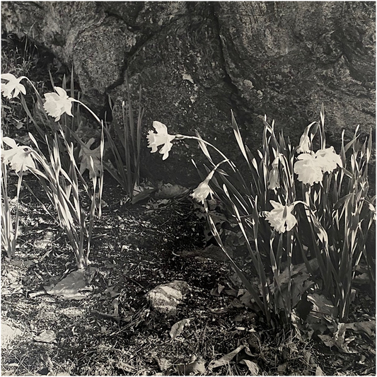 Weston Daffodils photography print, capturing early spring daffodils in natural light, reproduced from an original photograph by Janet Lee Chauncey. Art print by Chauncey Art Collective. 