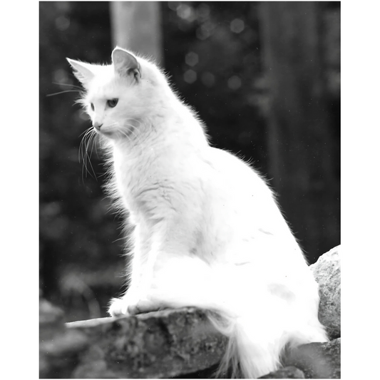 Roxanne looks regal and elegant in this black and white photography print. The white cat is alert as she perches on a stone wall. Photo by Janet Lee Chauncey. Print by Chauncey Art Collective.