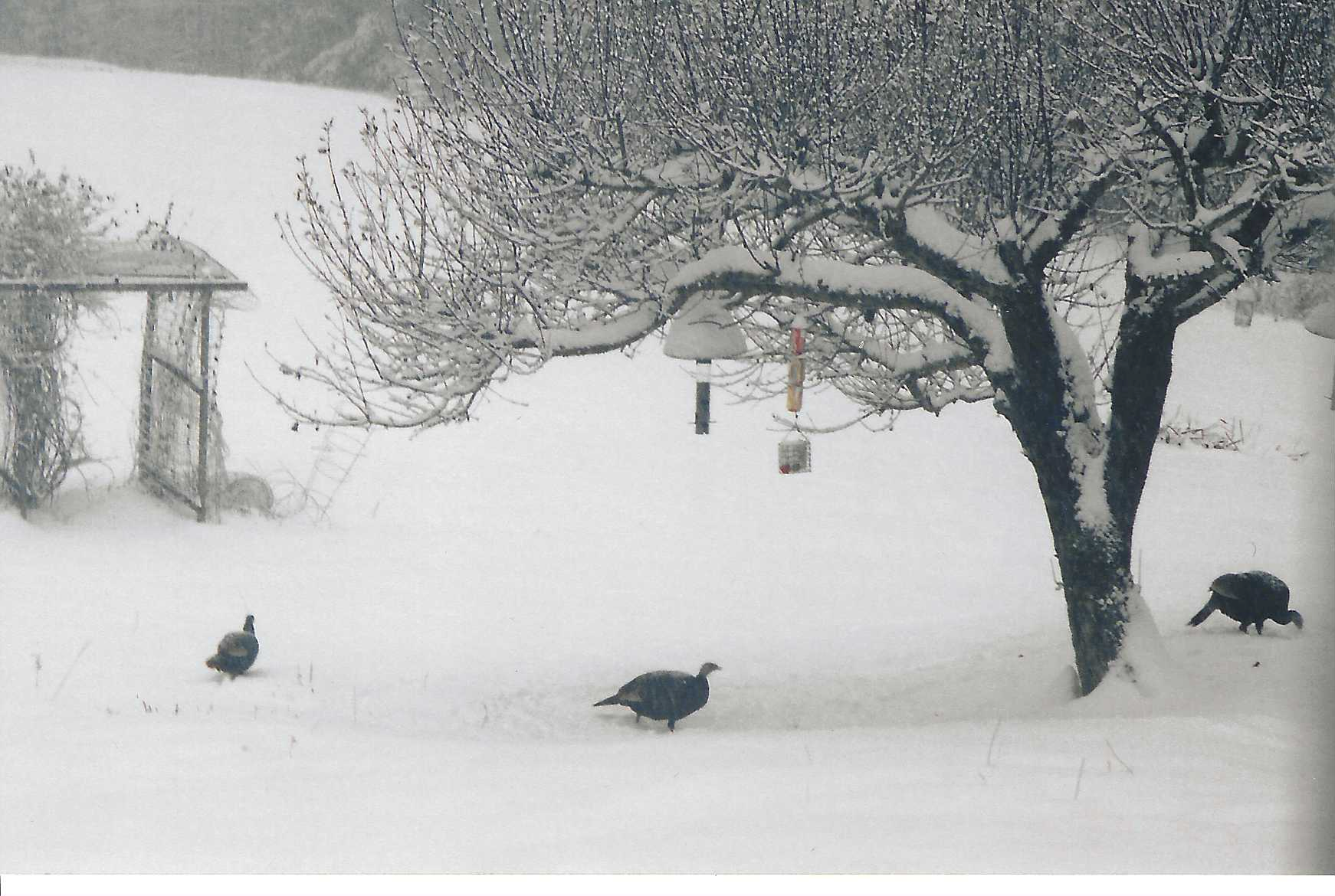 Turkeys walking in Janet Lee Chauncey's yard with snow on the ground, trees and a gazebo in the background.