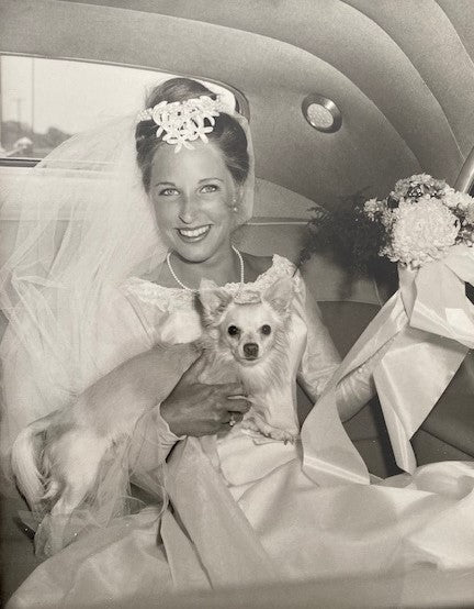 Beautiful bride in the back of a limo with gorgeous long haired chihuahua in her lap