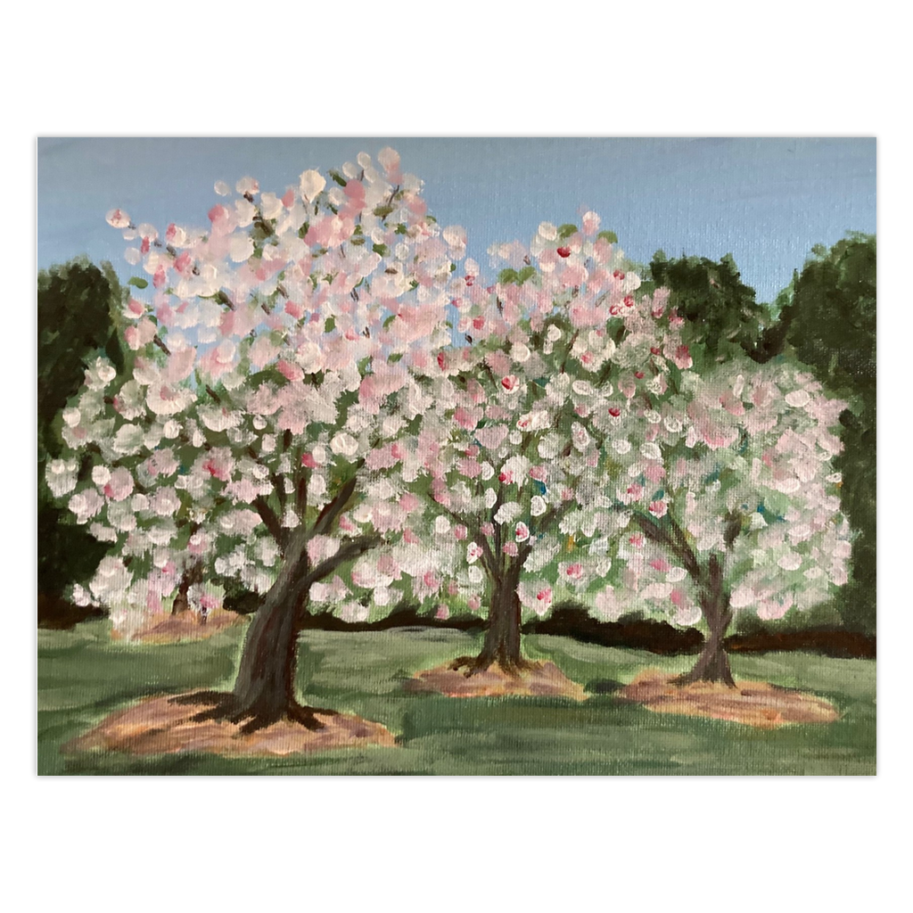 Springing Forth greeting card features a trio of blooming apple trees in their glory. Their soft white and pink petals stand out against the green grass and dark forest in the background.