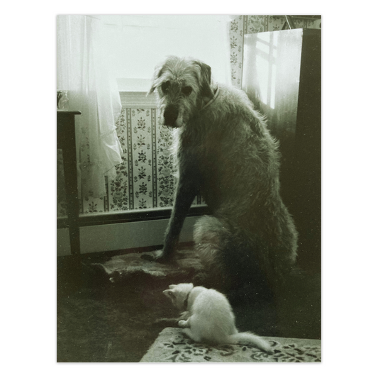 This black and white photography card shows an Irish wolfhound sitting by a window with a small white cat by his side playing with his tail. The room has floral wallpaper and the dog is looking at the photographer sweetly,