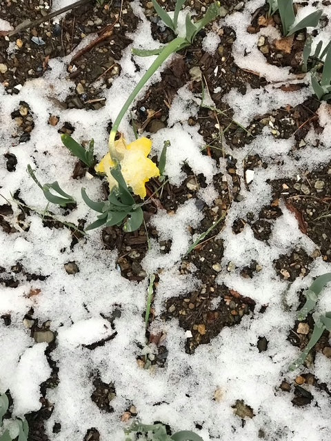 A Yellow Daffodil is weighed down with snow in a spring snow squall in Vermont. Inspiration for Janet Lee Chauncey's note card A Few Snowflakes, Yellow Duck and Yellow Flower.