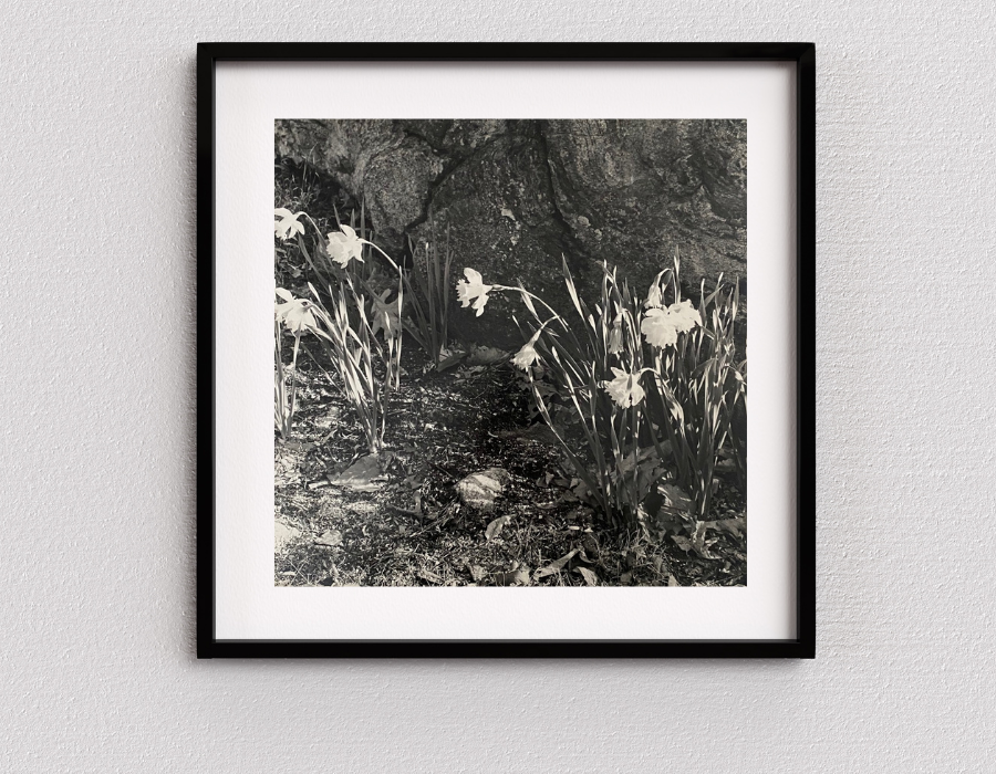 A classic and elegant look is created by placing Weston Daffodils art print in a matted black frame.