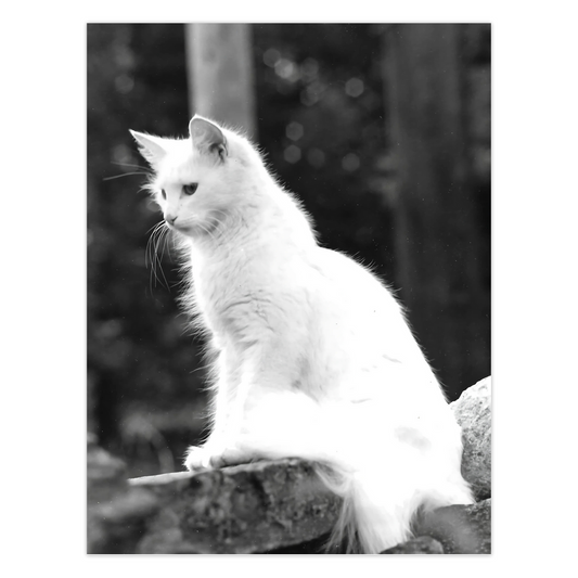 This black and white photography greeting card is of a beautiful white cat. Her fur stands out against the dark background as she strikes a pretty pose on a stone wall fence.