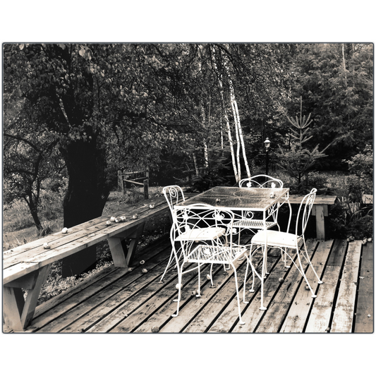 Vermont Crisp Apples printed on metal shows a deck sprinkled with apples newly fallen from the tree adjacent to the deck. There is an antique wrought iron furniture set which adds vibrancy along with the birch trees to the scene. There is much depth and texture in this black and white photograph.