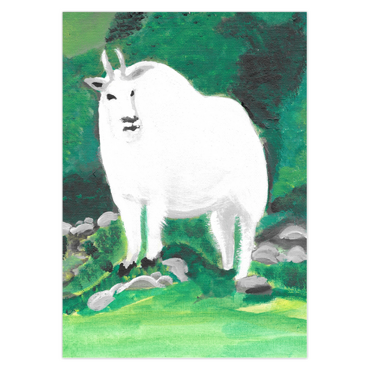 Front of greeting card of a big white horned mountain goat standing on rocky ground with various shades of green grass with green mountains suggested in the background.  The mountain goat is  angled to the left but his head is gazing forward.