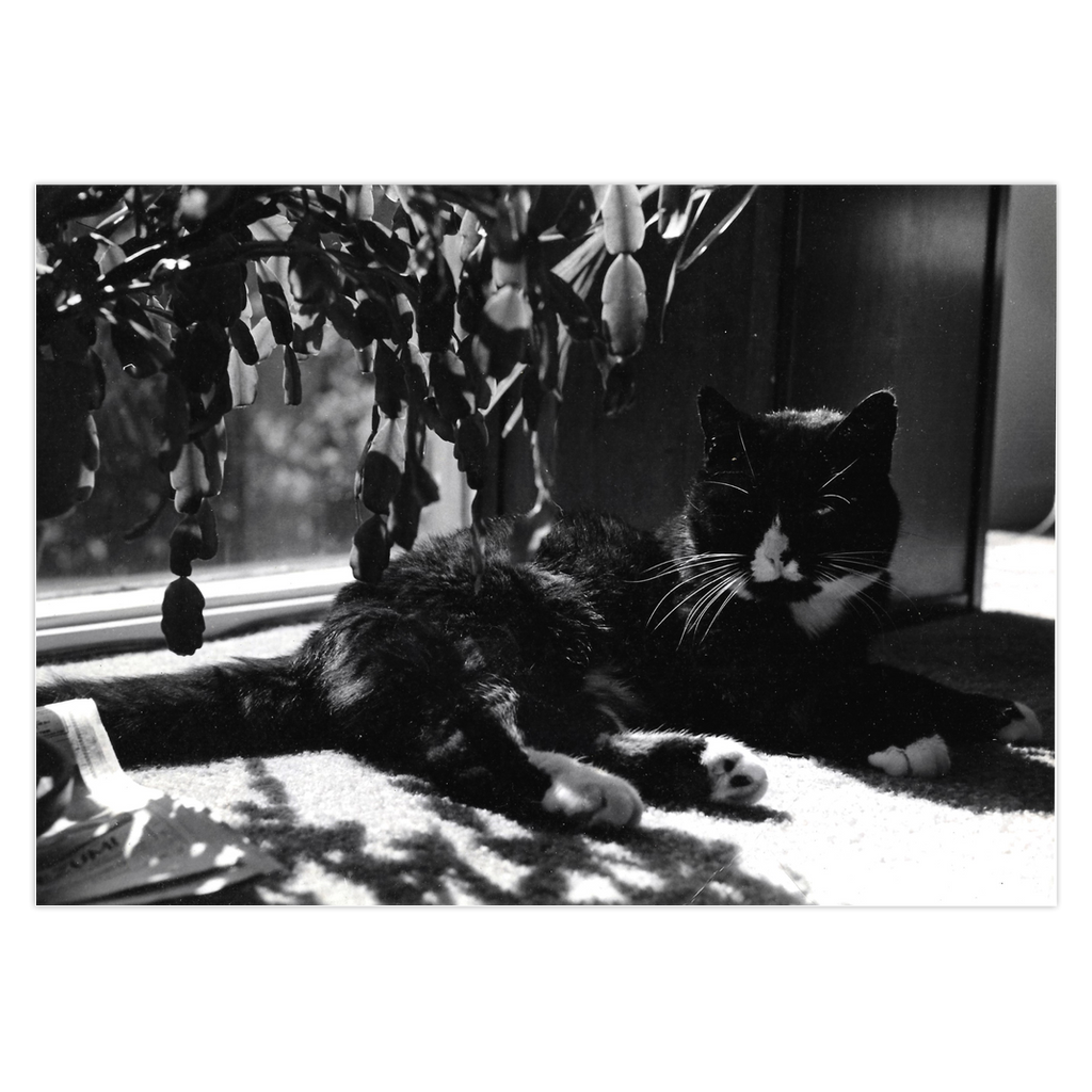 Front of black and white photo greeting card of a black cat with white paws and white on his nose and neck reclining before a sun-dappled window under the geometric shaped leaves of a cactus plant.  Shadows from the plant  are seen on the carpet in the foreground.  The cat's head is upright to the right facing forward ad his body stretches to the right with his tail extending out of the frame.  The card is titled Puddy Tat In The Window.