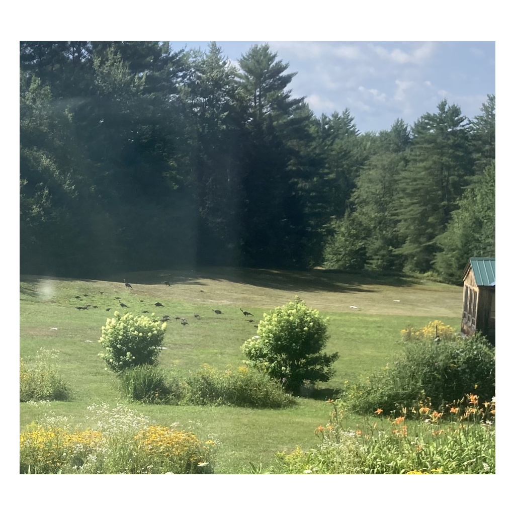 This photograph of a field with a flock of turkeys in a lush green landscape with trees bushes and a small building in the distance is the inspiration for the greeting card Vermont Turkey by Janet Lee Chauncey.